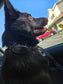 Black-Schipperke-Dog-wearing-Woofly-Collar-staring-out-window