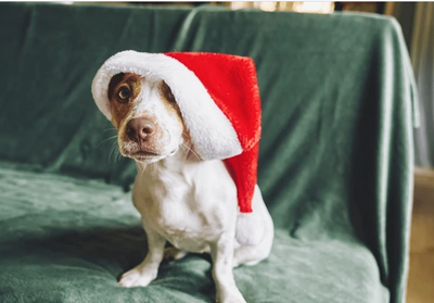 Paw-fect Presents: A Gift Guide for the Dog Who Has Everything (and Still Wants Your Socks)