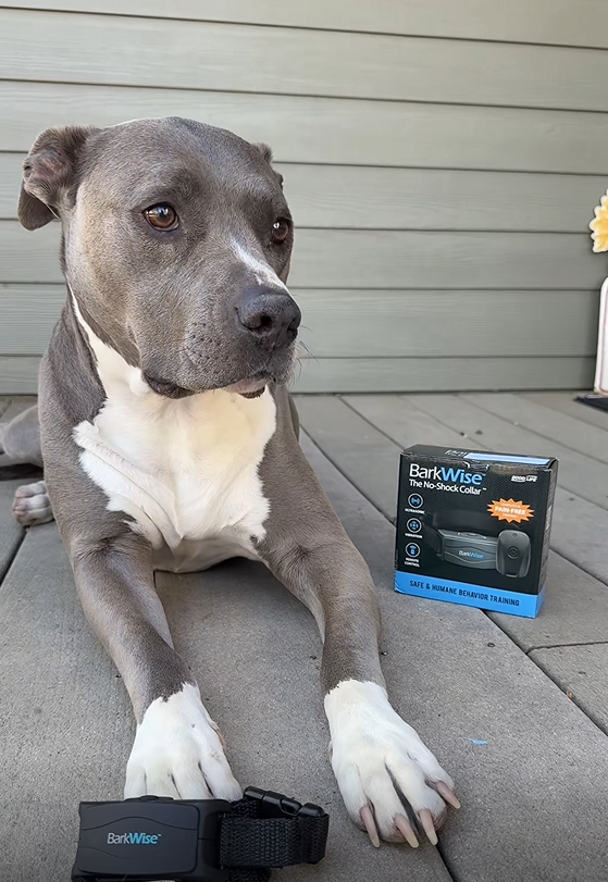 BarkWise Complete Collar