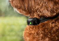Handheld Bark Control vs. Collars: Which Barking Deterrent Works Best?