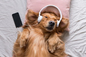 A dog wearing headphones showing dog hearing.