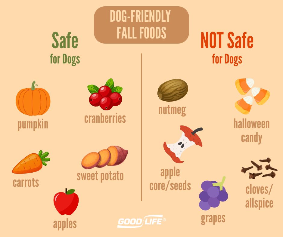 Fall-Friendly Foods for Dogs: What They Can (and Can’t) Eat This Holid ...