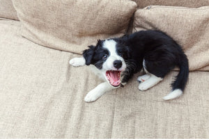 A puppy barking on a couch.