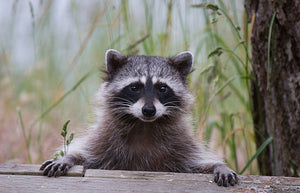 September Pests: Don’t Let Critters Crash Your Fall! 🍂🐿️