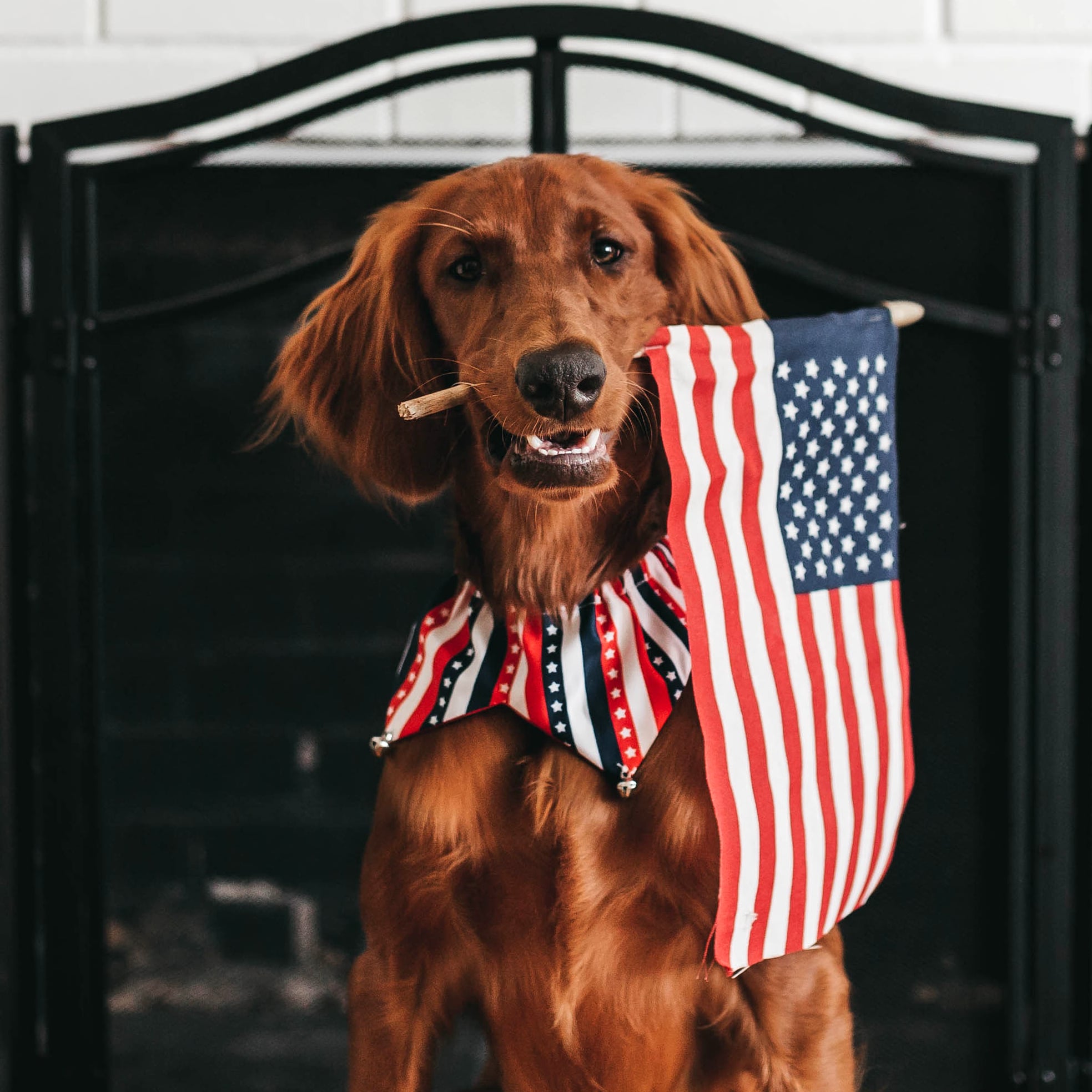 7 Tips to Keep Your Dog Safe on the 4th of July