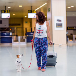 DOT Allows Airlines to Prohibit Emotional Support Animals