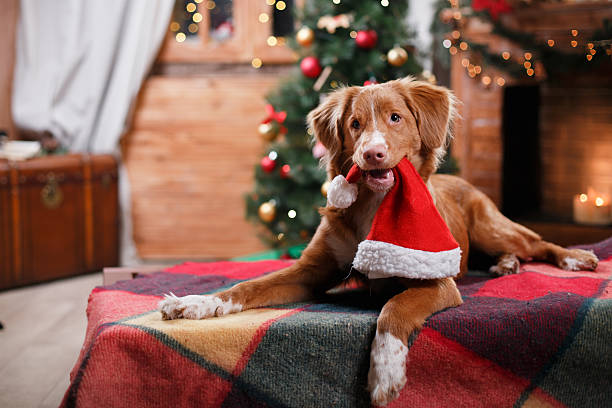 🐾 5 Ways to Stop Barking Before the Holidays