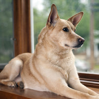 Breed Spotlight: Carolina Dog