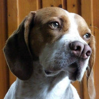 Image of a Catalburun dog.