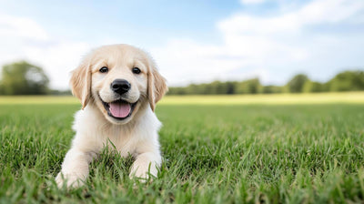 New Puppy? Why You Should Wait to Use Bark Control Technology