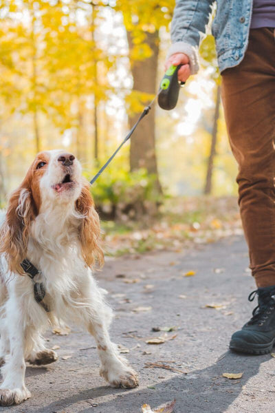 Fall Survival Guide: Keeping Pests Out and Calming the Barking