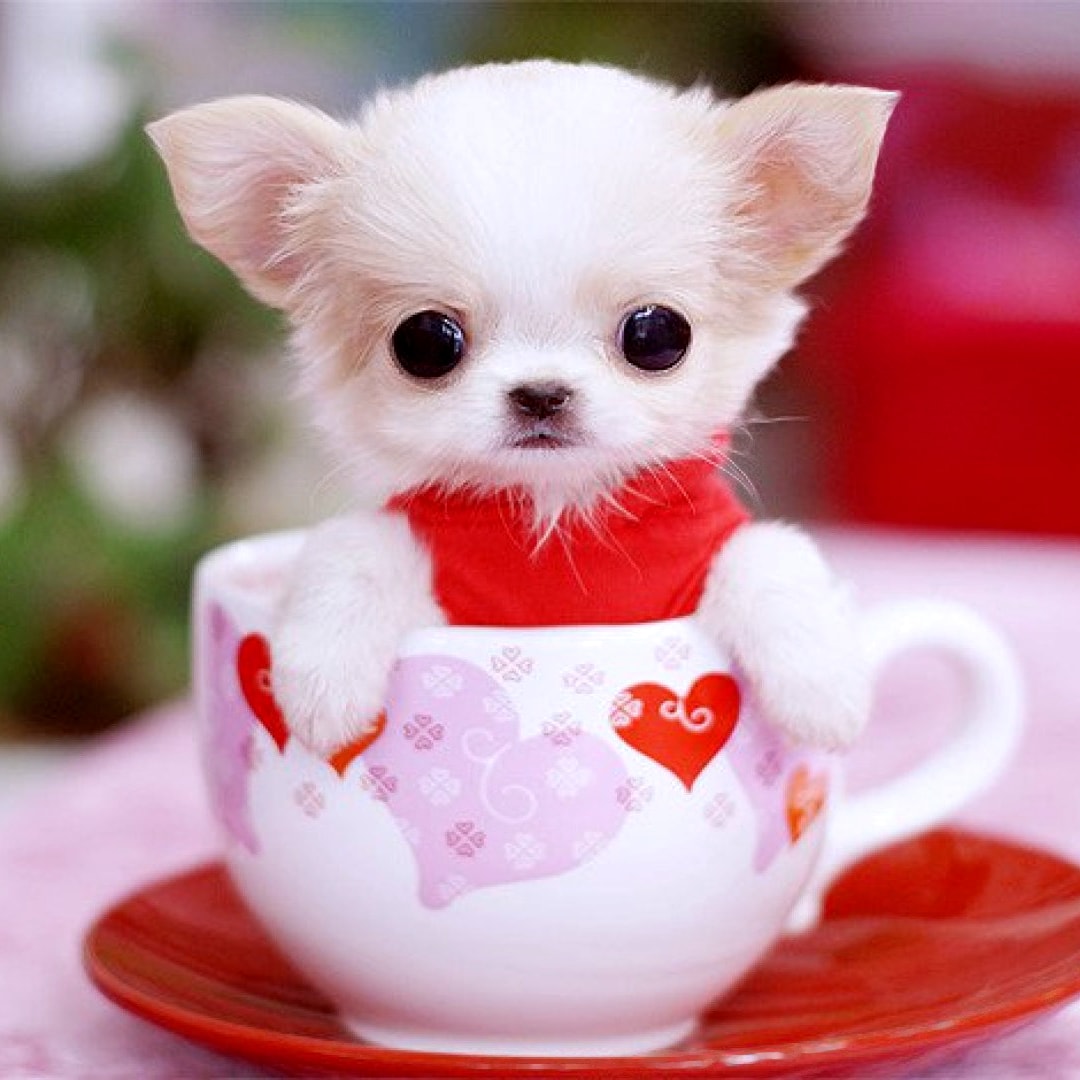 A designer dog in a teacup.