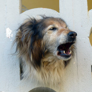 Why Having Laws for Nuisance Dog Barking is Needed
