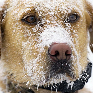 What Would You Do if You Saw a Dog in the Cold?
