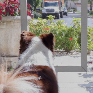 OnGuard: Stop Barking at the Front Door