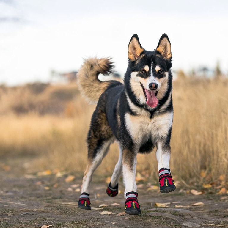 Why Your Dog Should Wear Shoes