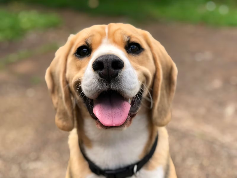 How to Stop Nuisance Barking: The Ultimate Dog Silencer MAX Guide