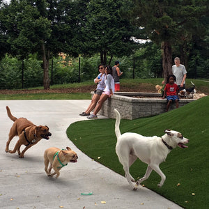 Dogs running around a park.