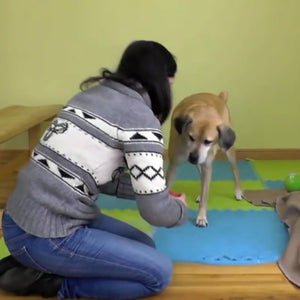 How This Woman Keeps Her Dogs Busy for Hours