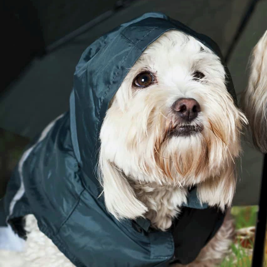 A pet helped in an emergency.