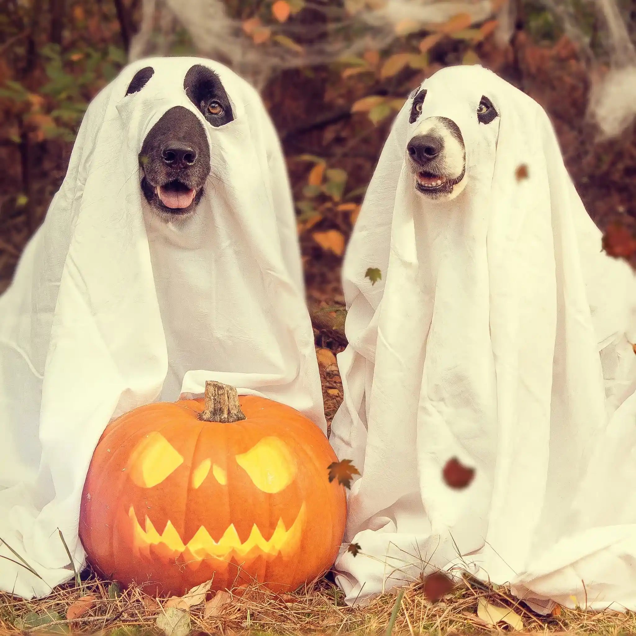 Dogs staying safe on Halloween.