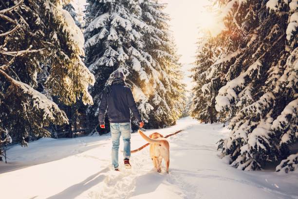 Winter Wonder-Walks: A Safety Guide for Snowy Paws
