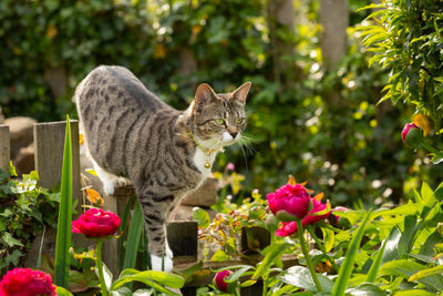 Stop Cats Digging in Gardens