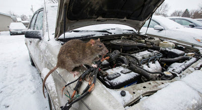 Back in Stock: The Ultimate Defense for Fleets, RVs, and Daily Drivers