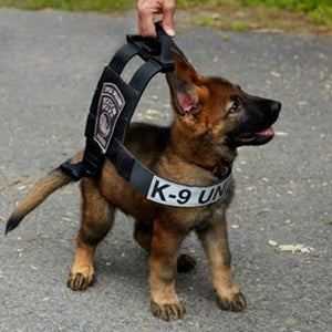 How Do Dogs Learn to Fight Crime?