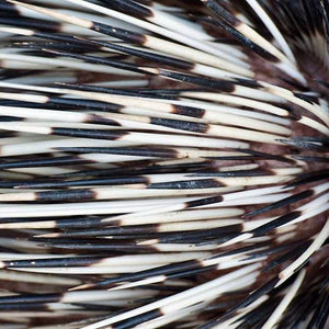 Porcupine quills.