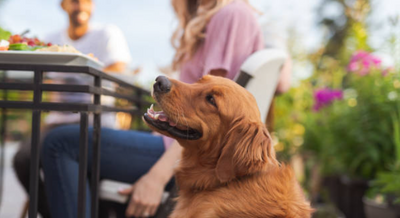 Don’t Let Your Neighbor’s Dog Ruin Patio Season: The Quiet Way to Stop Backyard Barking