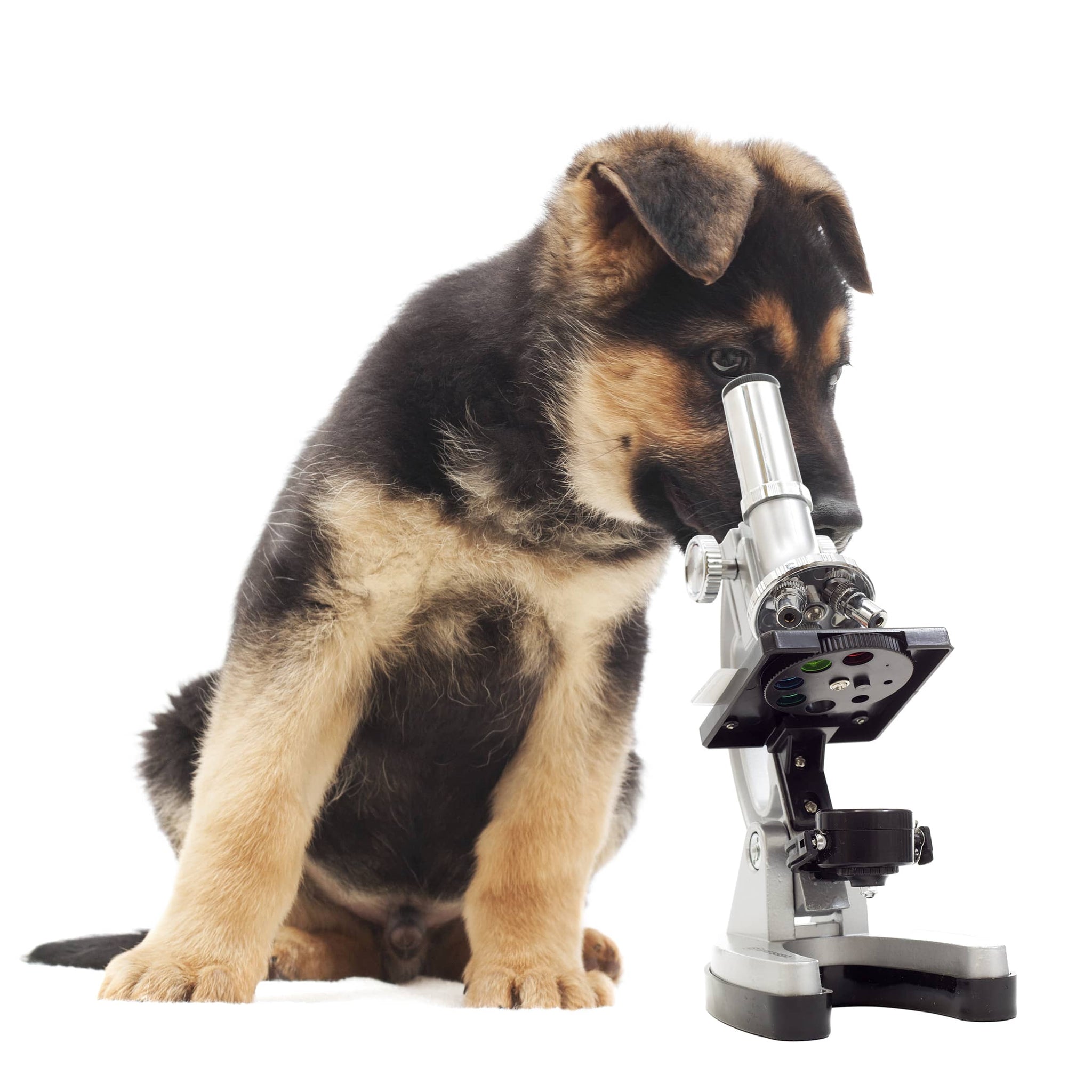 A dog looking with purpose and intent at a microscope.