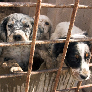 Demand for Designer Dogs Fuels Illegal Puppy Trade
