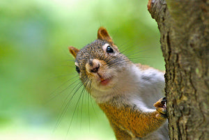 How to Keep Racoons, Skunks, and Squirrels Away - Without Traps or Poison