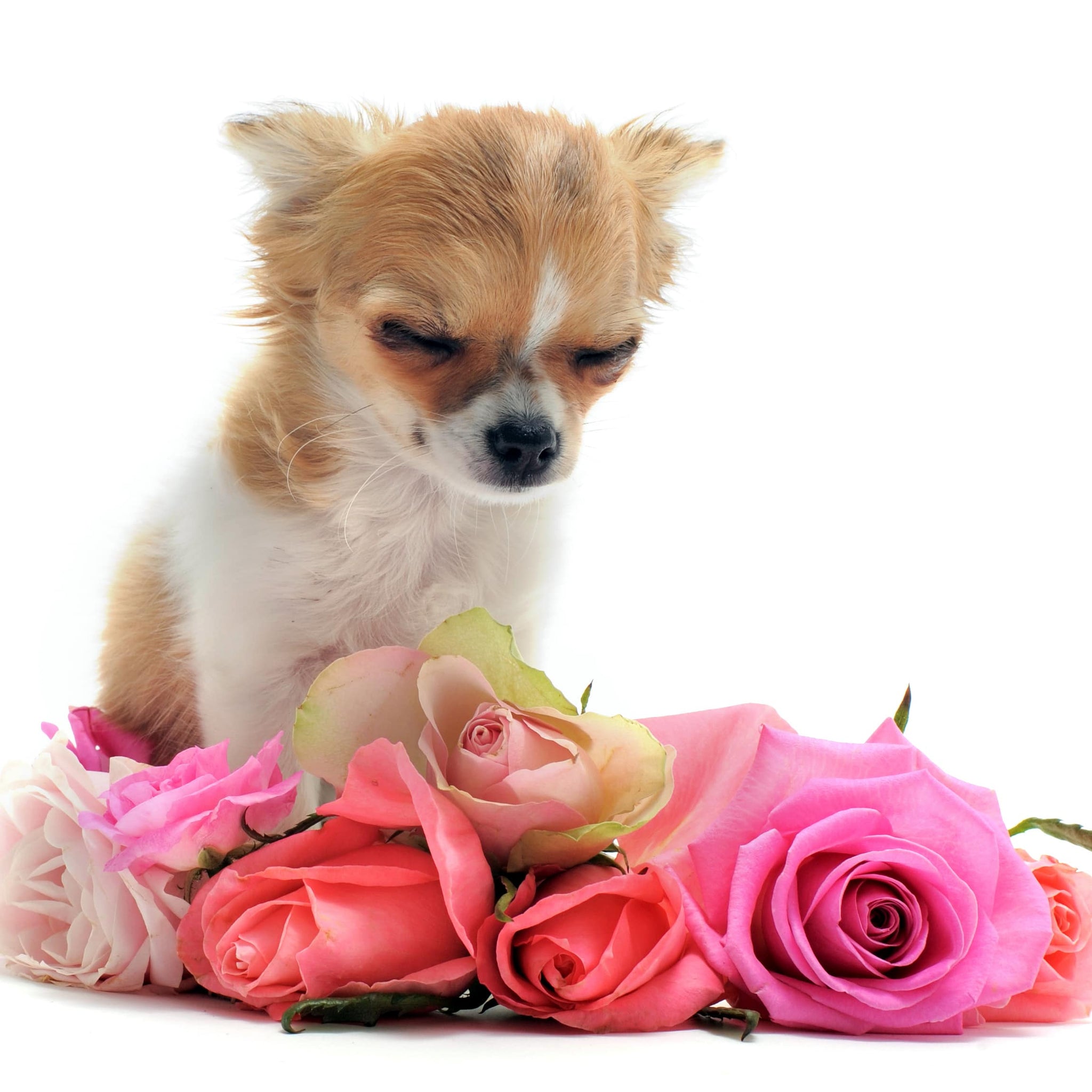 A dog at a funeral.