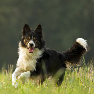 A collie dog's instinct in the fields.