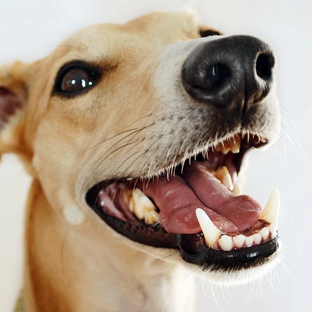 Pet Hygiene: Be Gone, Bad Breath!