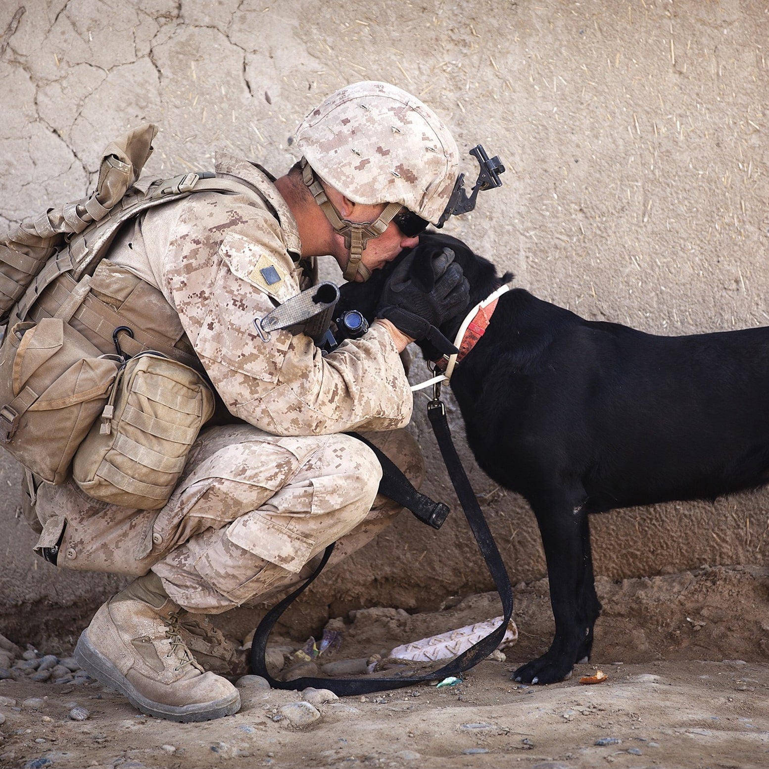 A service dog with its soldier.