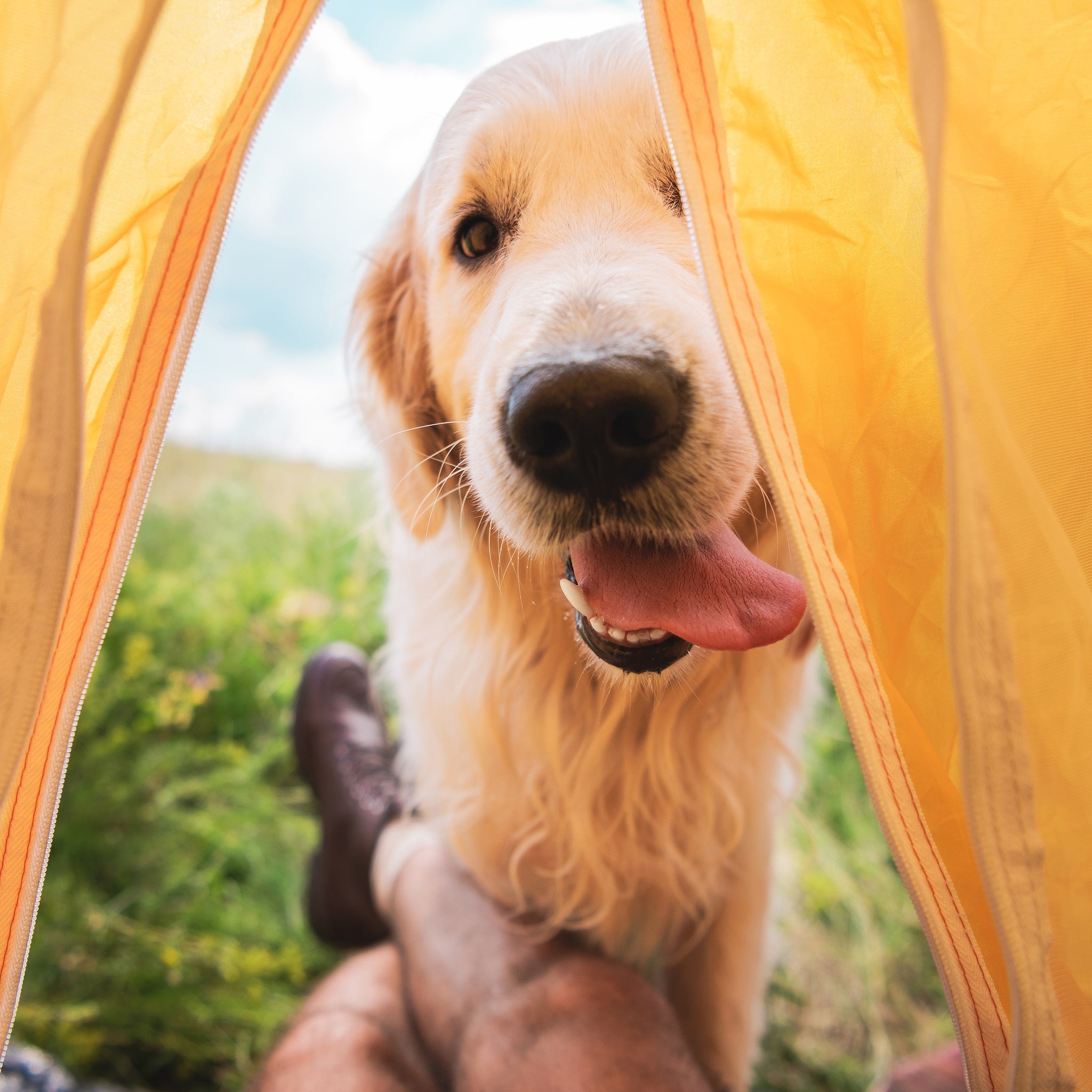 Summer Safety Tips for Your Dog