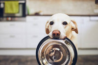 Why Dogs Shouldn't Eat Turkey: What Every Pet Owner Should Know
