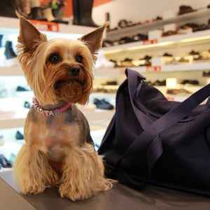Q&A: Will BarkWise Collars Fit My Small, 5-Pound Dog?