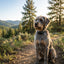 Happy Tails Training Collar