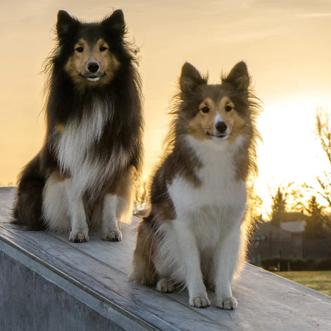 Two shelties with the sun setting behind them.