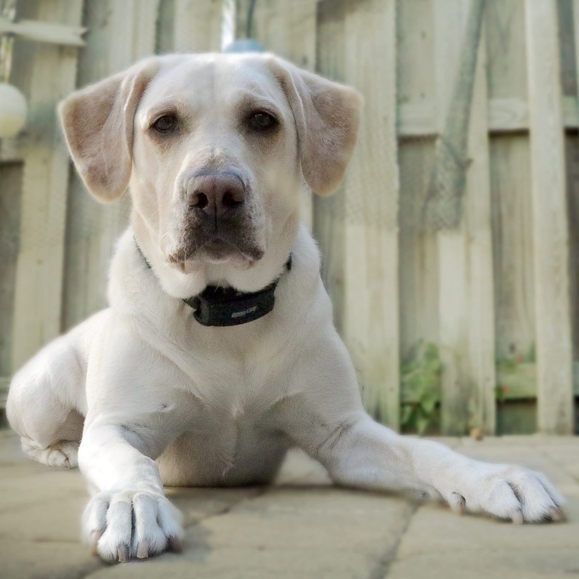 A white Labrador wears a BarkWise Complete while lying outside.