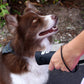 OnGuard™ being used to train a Border Collie while on a walk