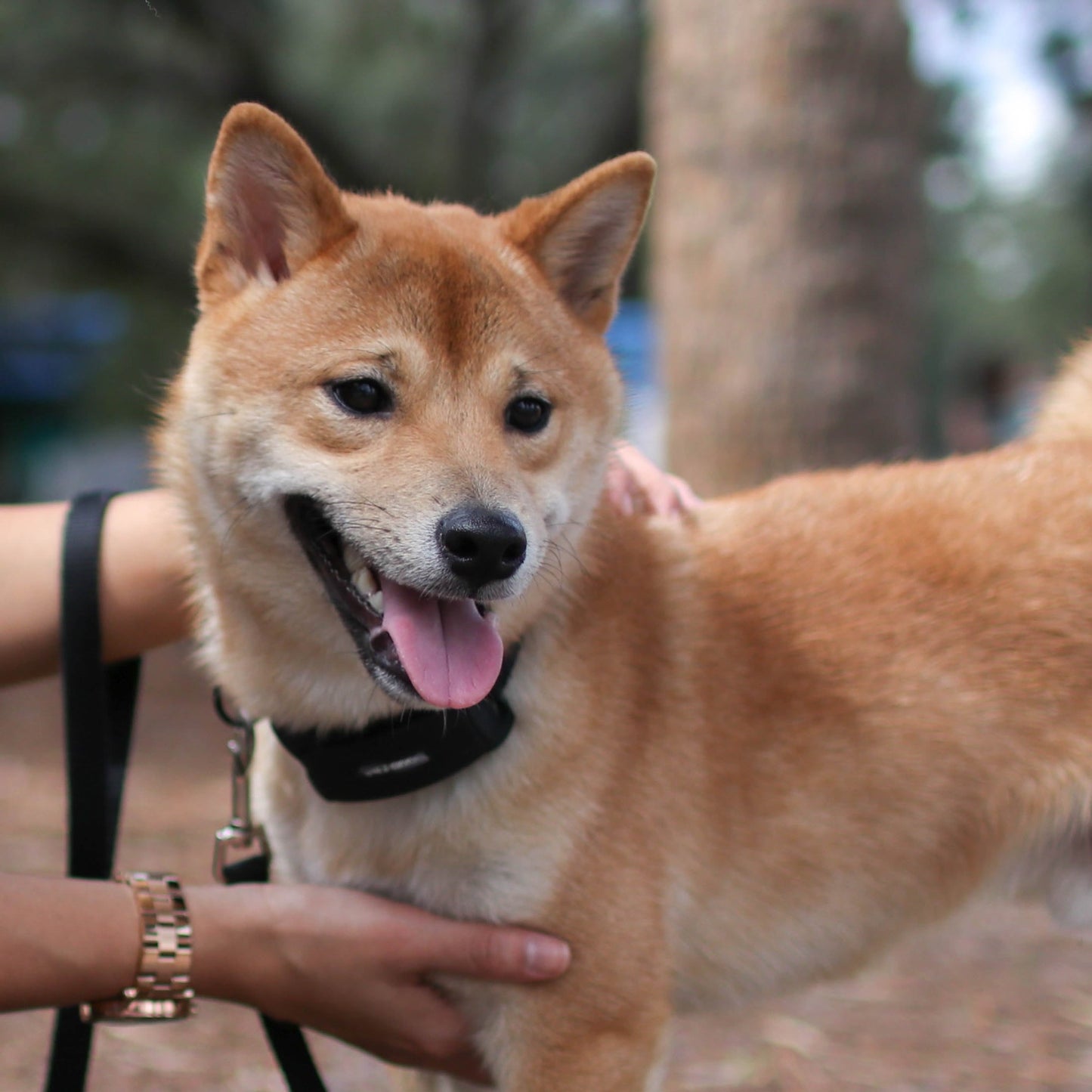 An Akita wears a BarkWise Complete while on a walk.