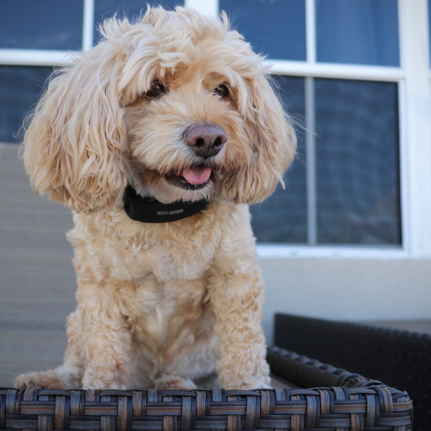 An Australian Labradoodle wears a BarkWise Complete