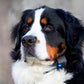 Positive Pet™ Dog Training Collar