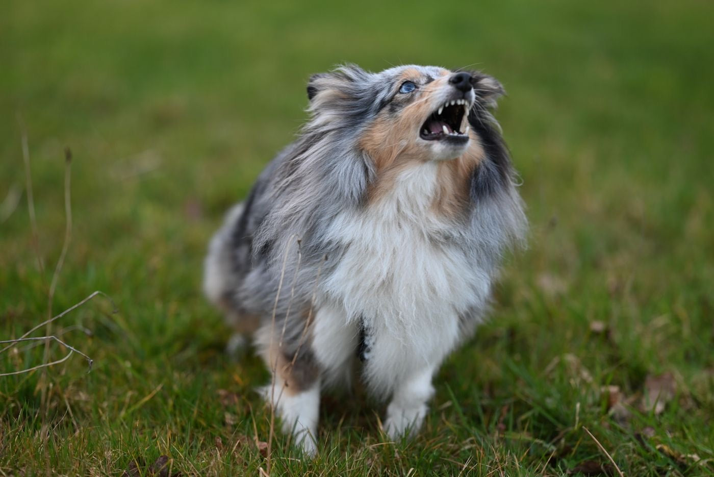 A dog barking relentlessly in the yard